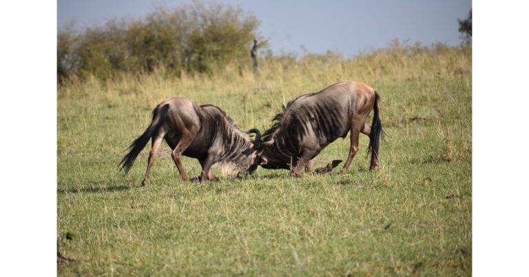 Bulls fighting